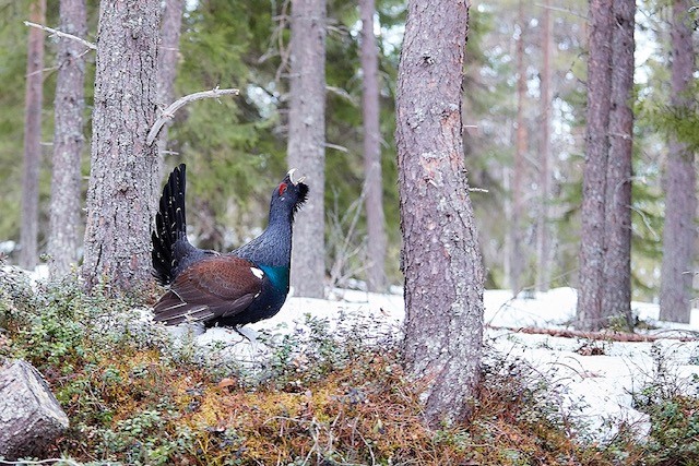 Auerhuhn01