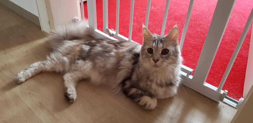 Lucy Maine Coon
