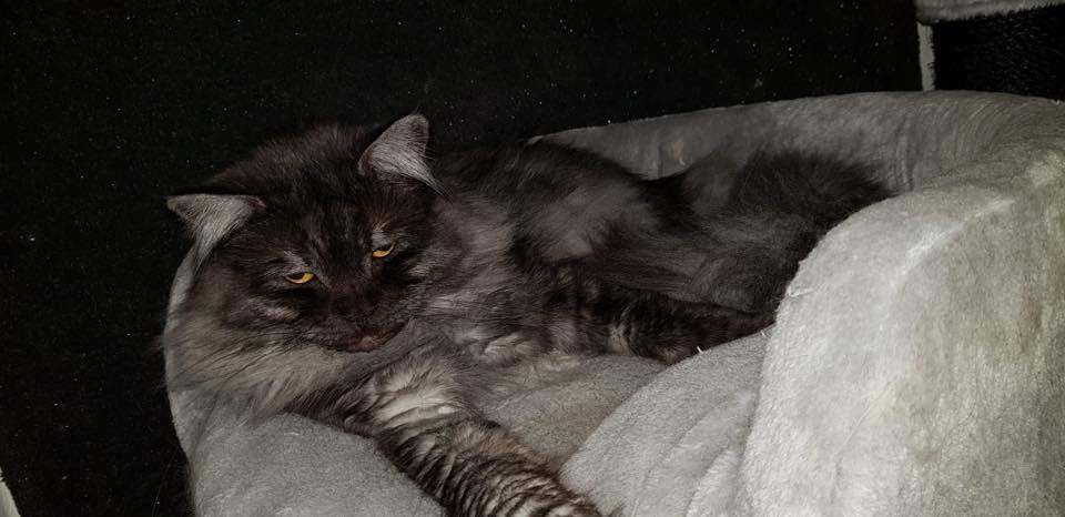Teddy Maine Coon